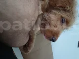Mini Goldendoodle 4 Aylık Yavru Ücretsiz Sahiplendirilecekti