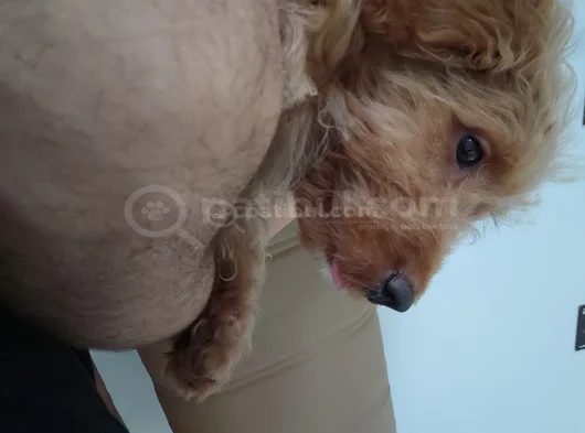 Mini Goldendoodle 4 Aylık Yavru Ücretsiz Sahiplendirilecekti görsel