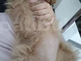 Mini Goldendoodle 4 Aylık Yavru Ücretsiz Sahiplendirilecekti