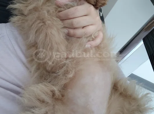Mini Goldendoodle 4 Aylık Yavru Ücretsiz Sahiplendirilecekti görsel