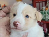 Irk garantili SaFKan Border collie yavrusu