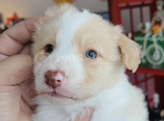 Irk Garantili Safkan Border Collie Yavrusu