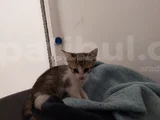 Aci̇l Nazlı Kedi Yuva Arıyor