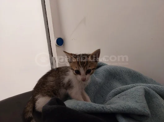 Aci̇l Nazlı Kedi Yuva Arıyor görsel