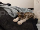 Aci̇l Nazlı Kedi Yuva Arıyor