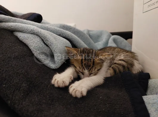 Aci̇l Nazlı Kedi Yuva Arıyor görsel