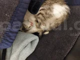 Aci̇l Nazlı Kedi Yuva Arıyor