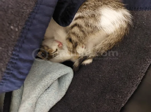 Aci̇l Nazlı Kedi Yuva Arıyor görsel