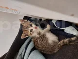 ACİL Nazlı Kedi Yuva Arıyor