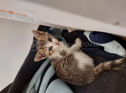 Aci̇l Nazlı Kedi Yuva Arıyor