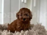 TOY POODLE