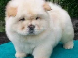 CHOW CHOW YAVRULARIMIZ