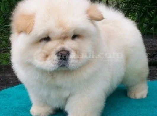 Chow Chow Yavrularimiz