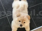 Chow Chow Yavrularimiz