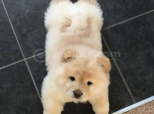 Chow Chow Yavrularimiz görsel