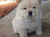 Chow Chow Yavrularimiz