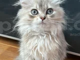 2 Aylık Yavru British Longhair Açıklamayı Okuyun