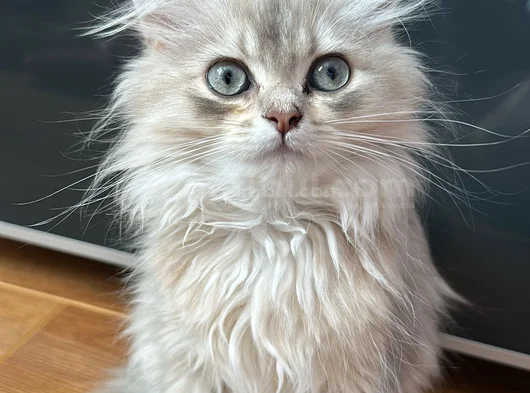 2 Aylık Yavru British Longhair Açıklamayı Okuyun görsel