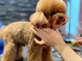 Oğlumuz Eşleşmeye Açıktır Kore Poodle