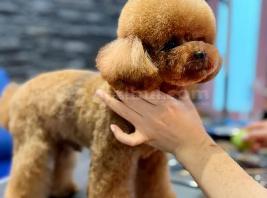 Oğlumuz Eşleşmeye Açıktır Kore Poodle görsel