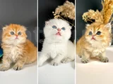 Schotish Fold Golden Longhair Dişi