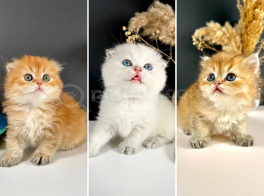 Schotish Fold Golden Longhair Dişi görsel