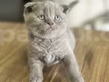 Karbeyazi Li̇lac Di̇şi̇ Ve Erkek Bebeleri̇m