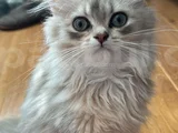 2 Aylık Yavru British Longhair Açıklamayı Okuyun