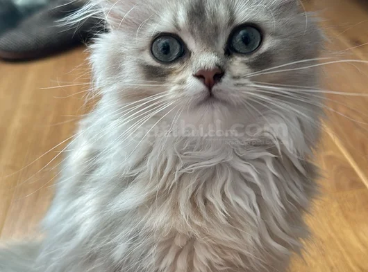 2 Aylık Yavru British Longhair Açıklamayı Okuyun görsel