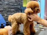 Oğlumuz Eşleşmeye Açıktır Kore Poodle