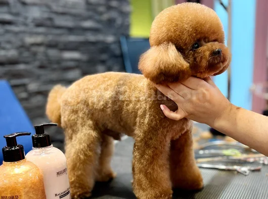 Oğlumuz Eşleşmeye Açıktır Kore Poodle görsel