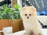 Pomeranian Boo