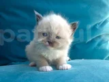 Ragdoll Yavru kedi