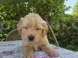 American golden bebeklerimiz