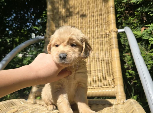 American Golden Bebeklerimiz görsel