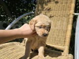 American Golden Bebeklerimiz