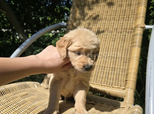 American Golden Bebeklerimiz görsel
