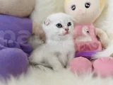 Sıfır Kulak Scottish Fold Dişi