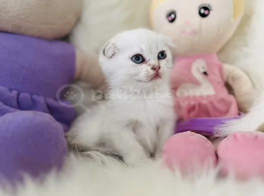 Sıfır Kulak Scottish Fold Dişi görsel