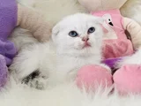 Sıfır Kulak Scottish Fold Dişi