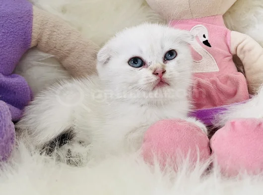 Sıfır Kulak Scottish Fold Dişi görsel