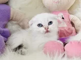 Sıfır Kulak Scottish Fold Dişi