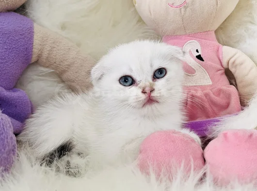 Sıfır Kulak Scottish Fold Dişi