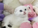 Sıfır Kulak Scottish Fold Dişi