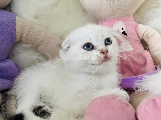 Sıfır Kulak Scottish Fold Dişi görsel