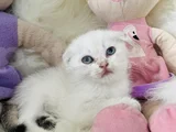 Sıfır Kulak Scottish Fold Dişi