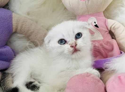 Sıfır Kulak Scottish Fold Dişi görsel