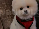 Pomeranian boo