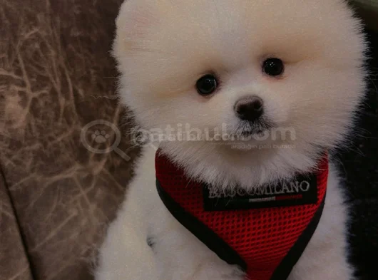 Pomeranian Boo