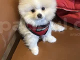 Pomeranian Boo